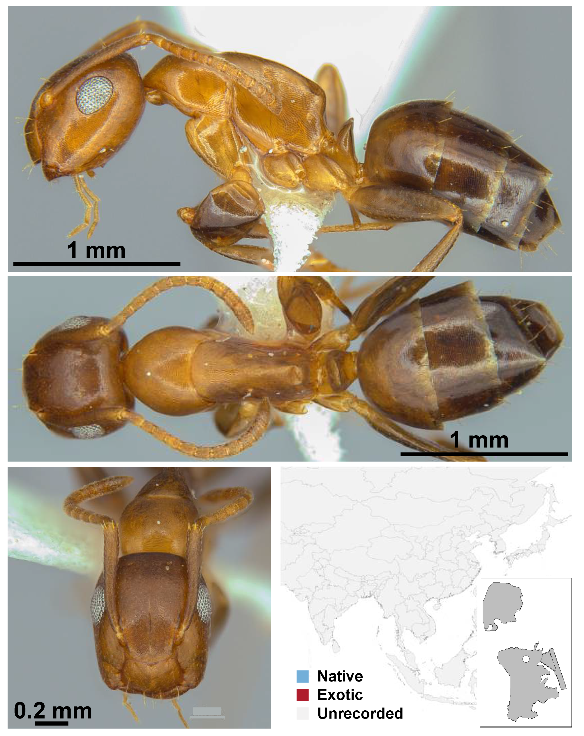 Diversity 13 00358 g0a31