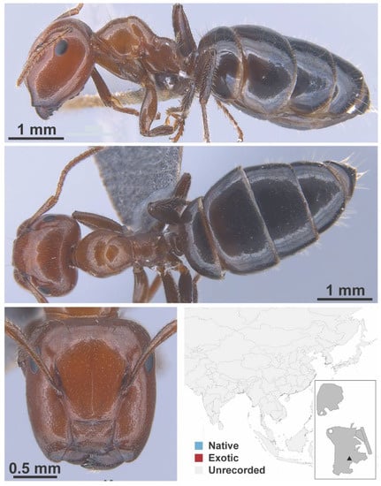 Diversity 13 00358 g0a33