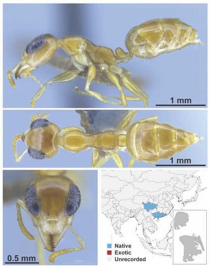 Diversity 13 00358 g0a34