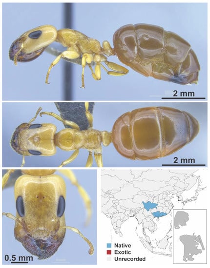 Diversity 13 00358 g0a35