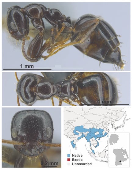 Diversity 13 00358 g0a36