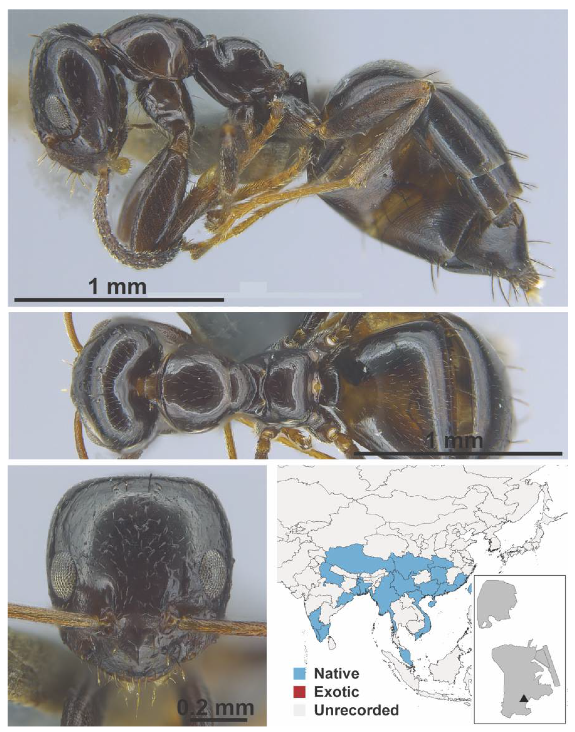 Diversity 13 00358 g0a36