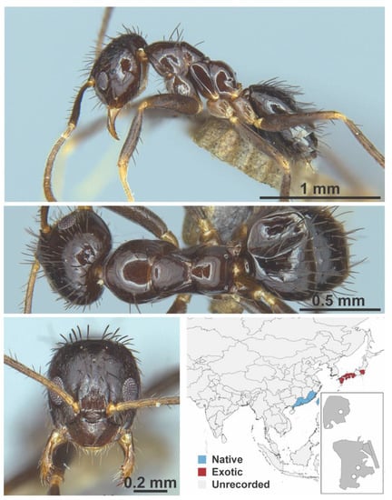 Diversity 13 00358 g0a37