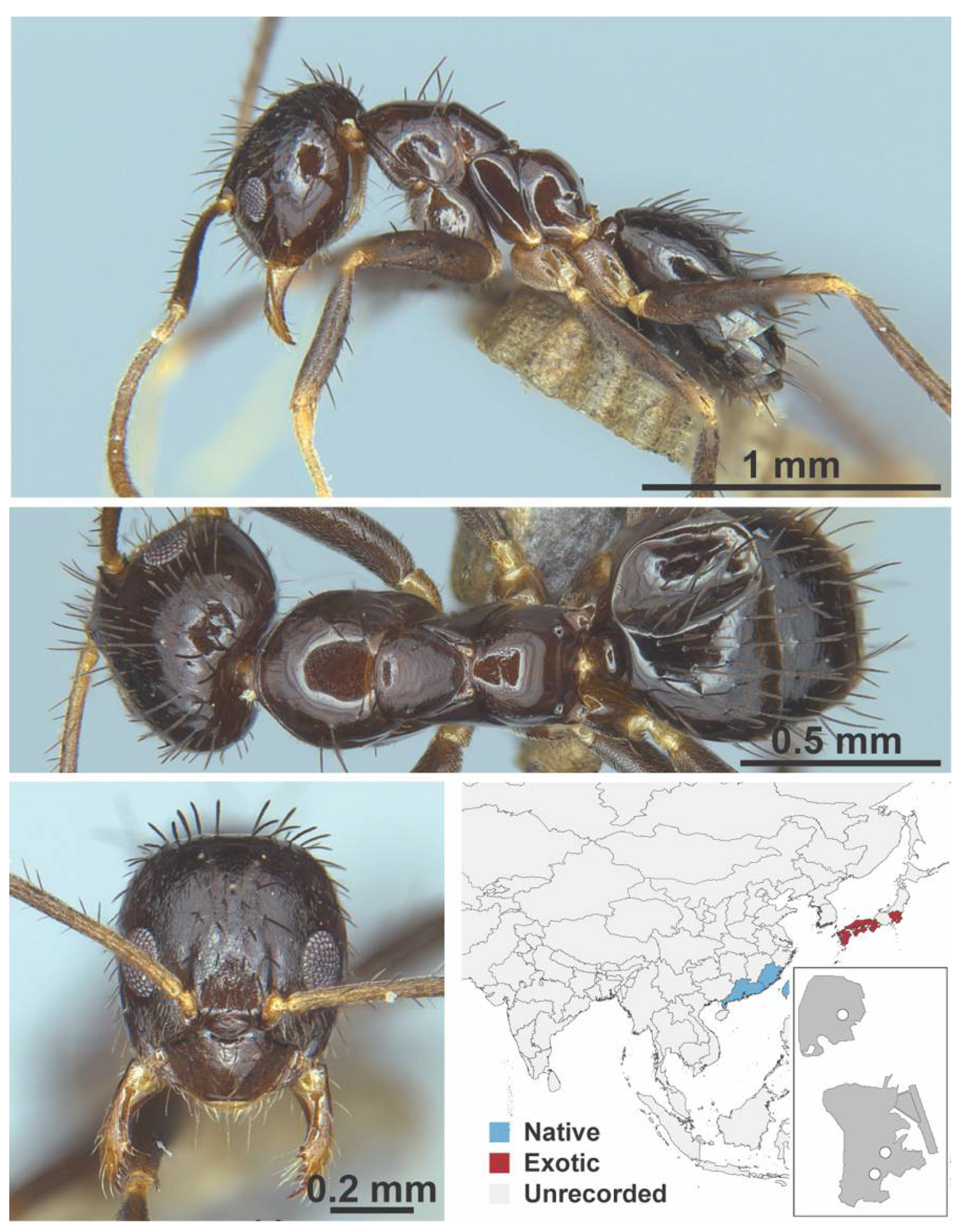 Diversity 13 00358 g0a37