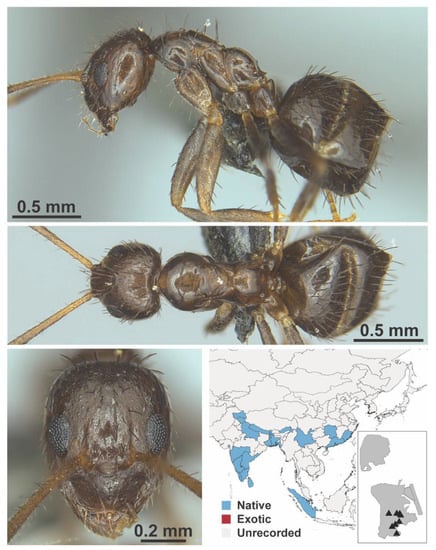 Diversity 13 00358 g0a39