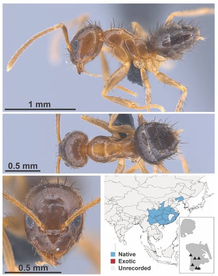 Diversity 13 00358 g0a40