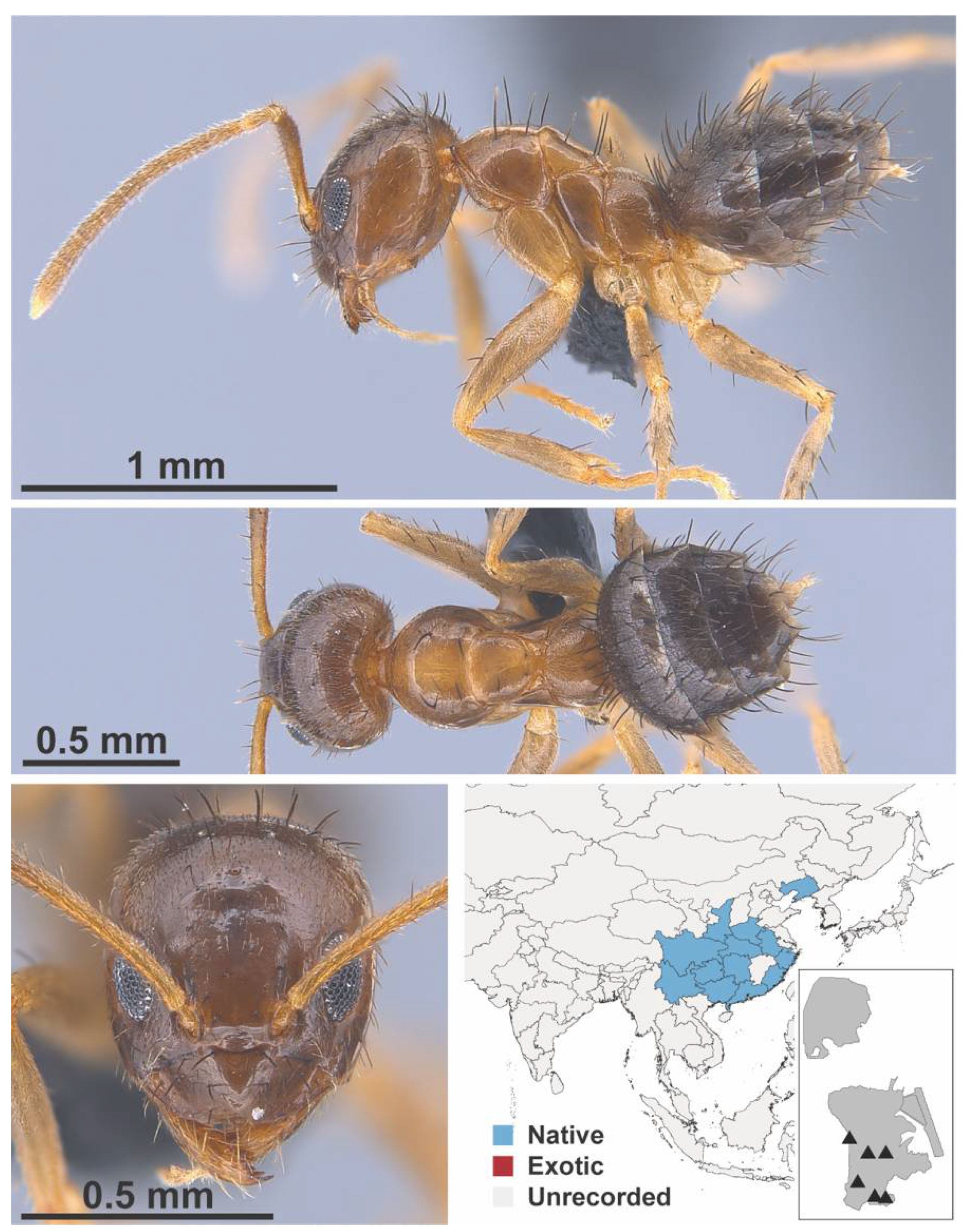 Diversity 13 00358 g0a40
