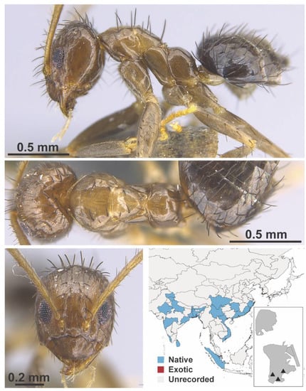Diversity 13 00358 g0a41