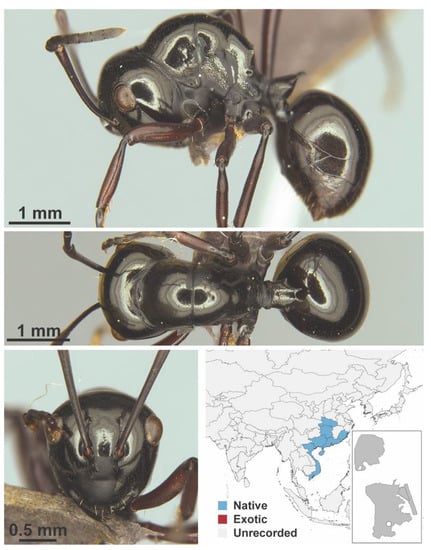 Diversity 13 00358 g0a48