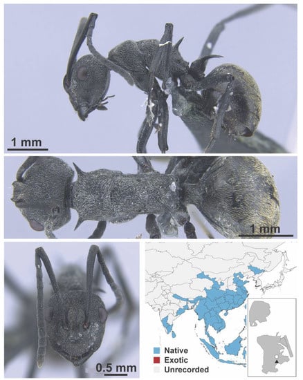 Diversity 13 00358 g0a49