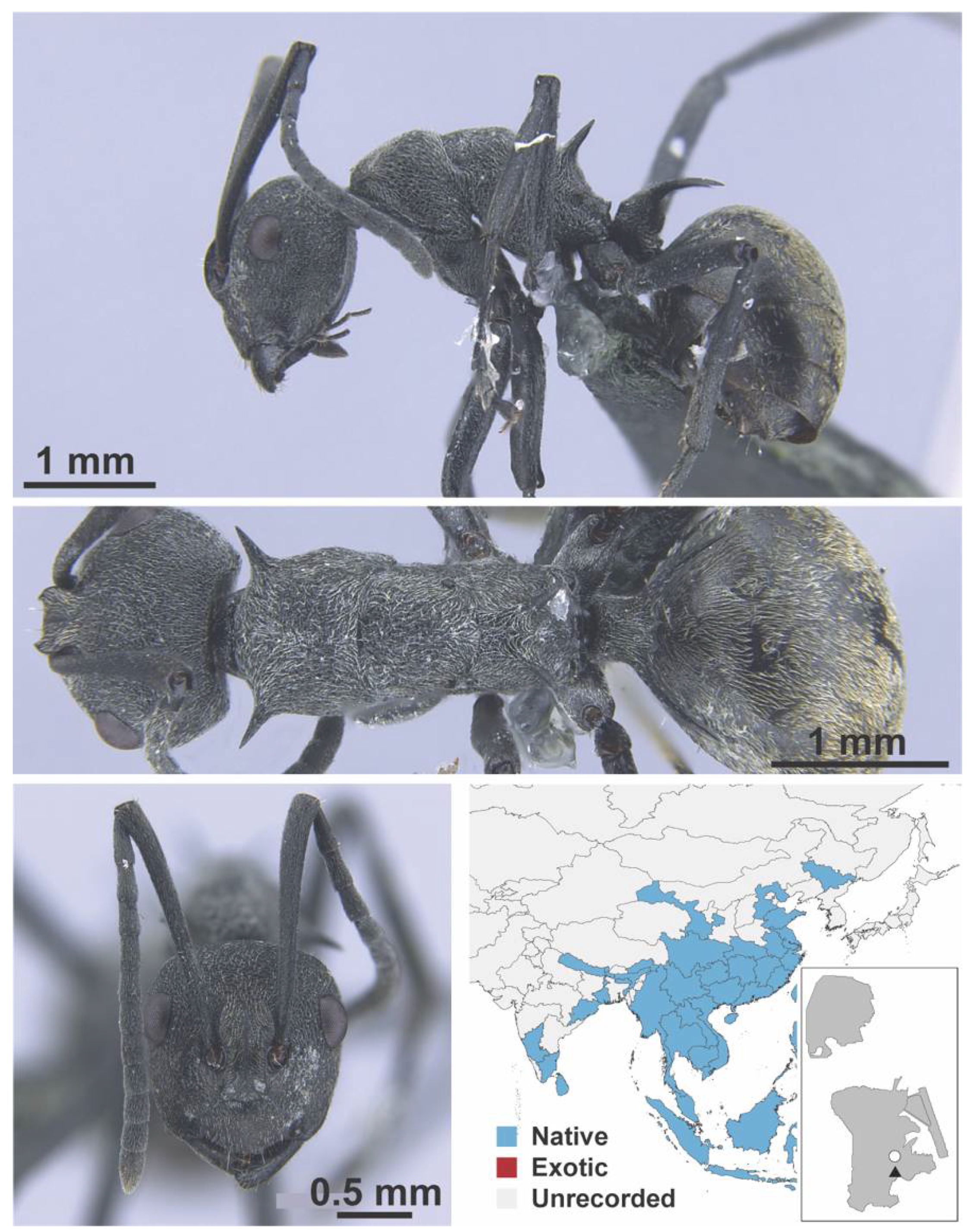 Diversity 13 00358 g0a49