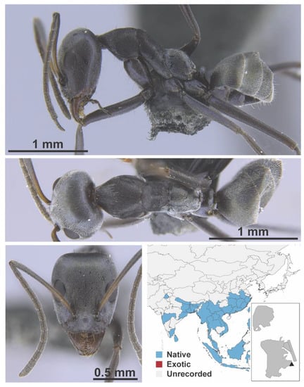 Diversity 13 00358 g0a5