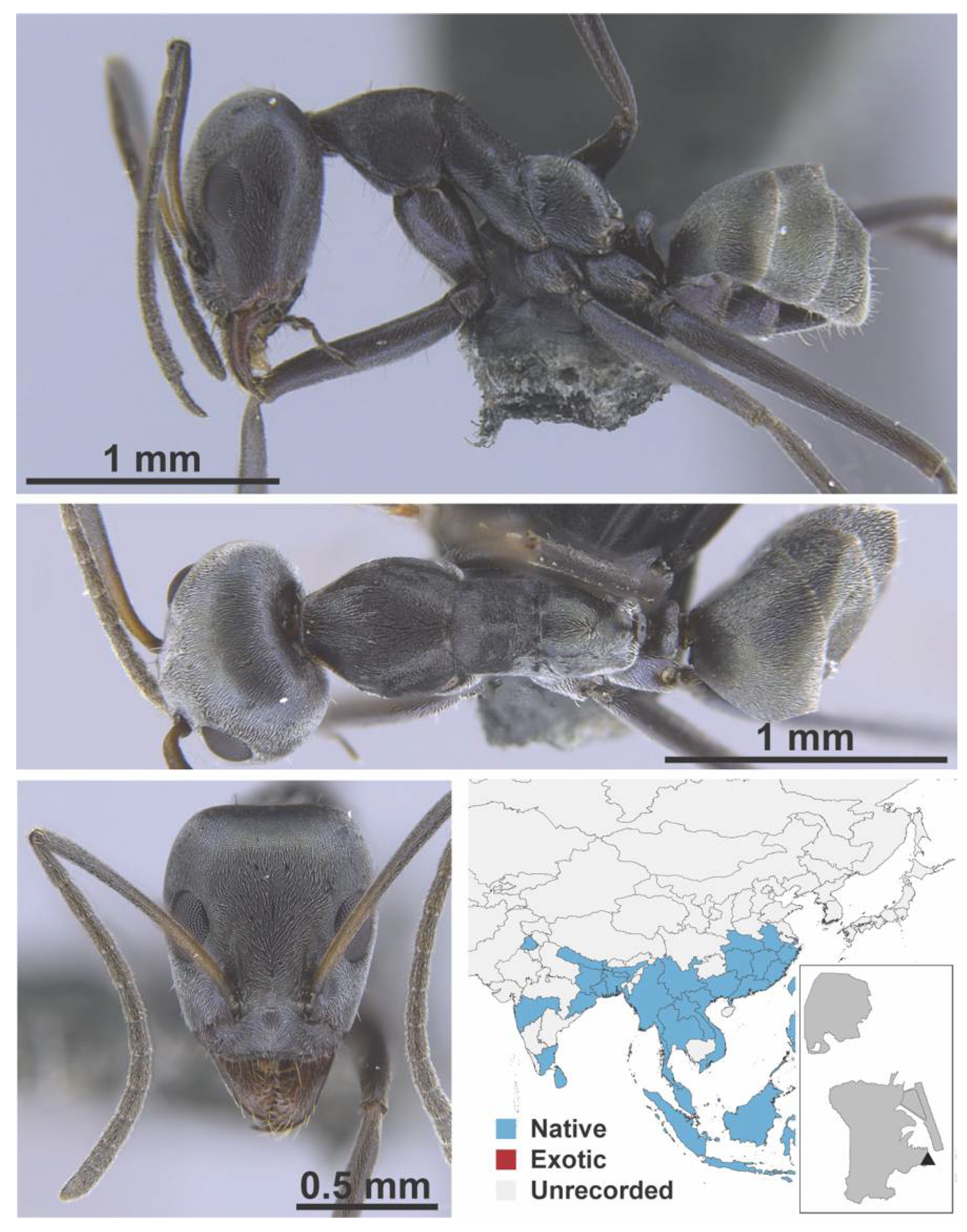 Diversity 13 00358 g0a5