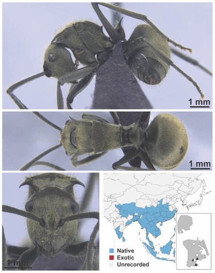 Diversity 13 00358 g0a50