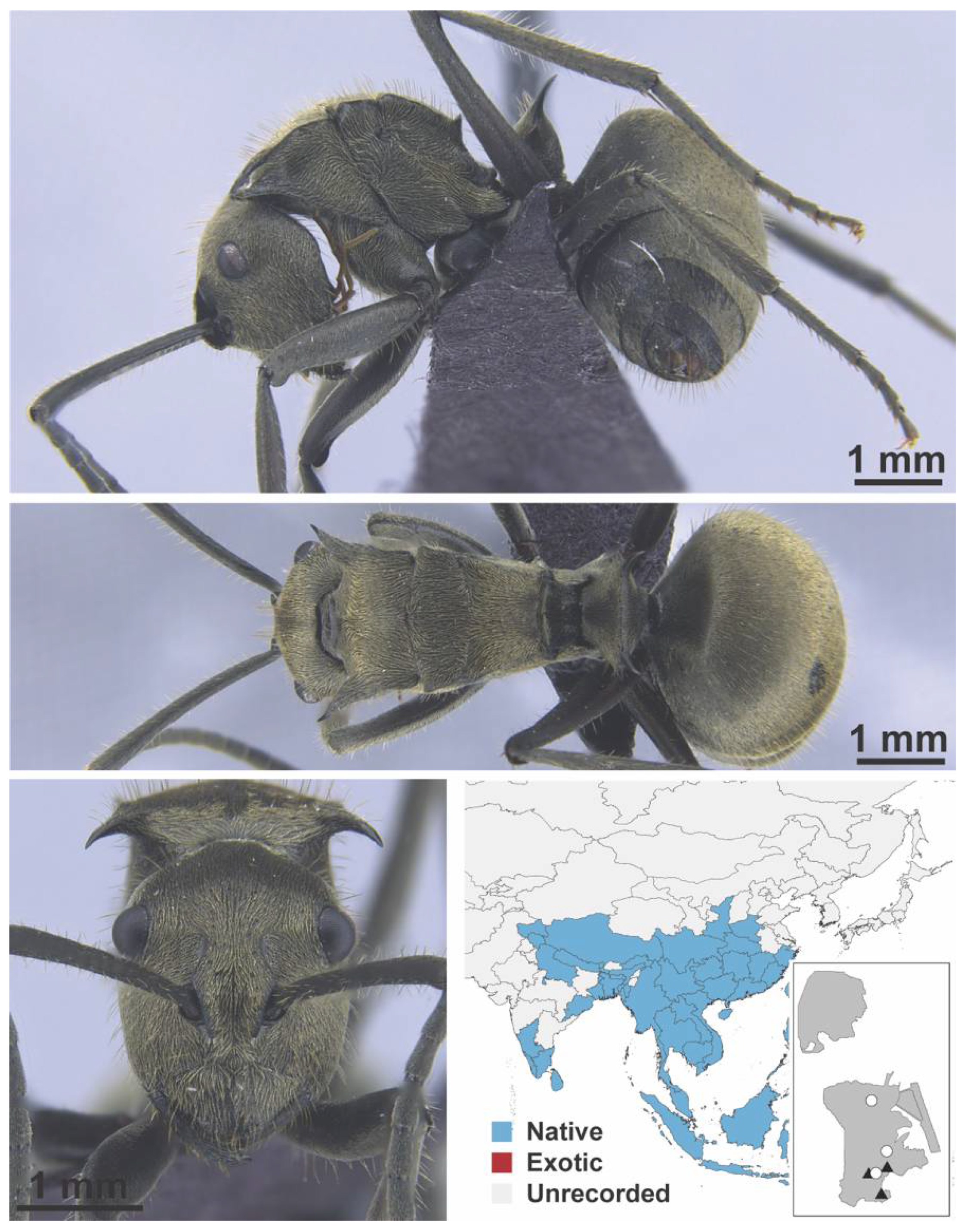 Diversity 13 00358 g0a50