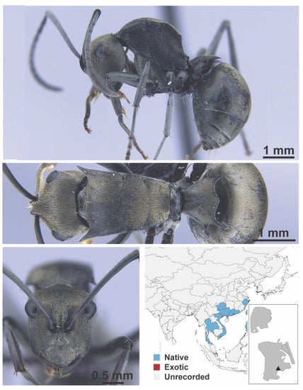 Diversity 13 00358 g0a51