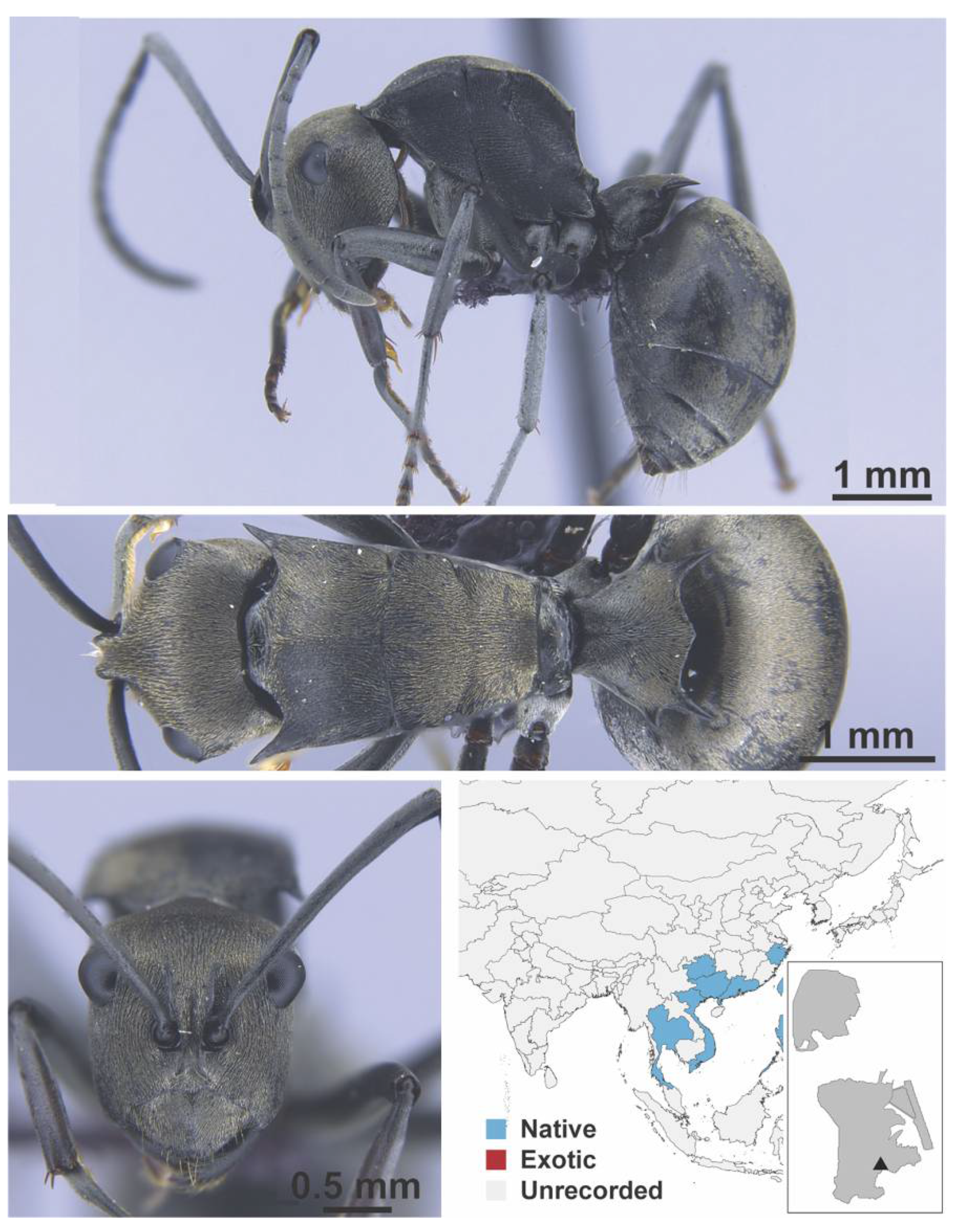 Diversity 13 00358 g0a51