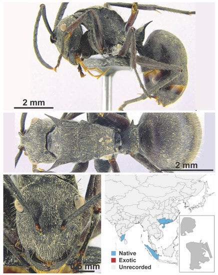 Diversity 13 00358 g0a52