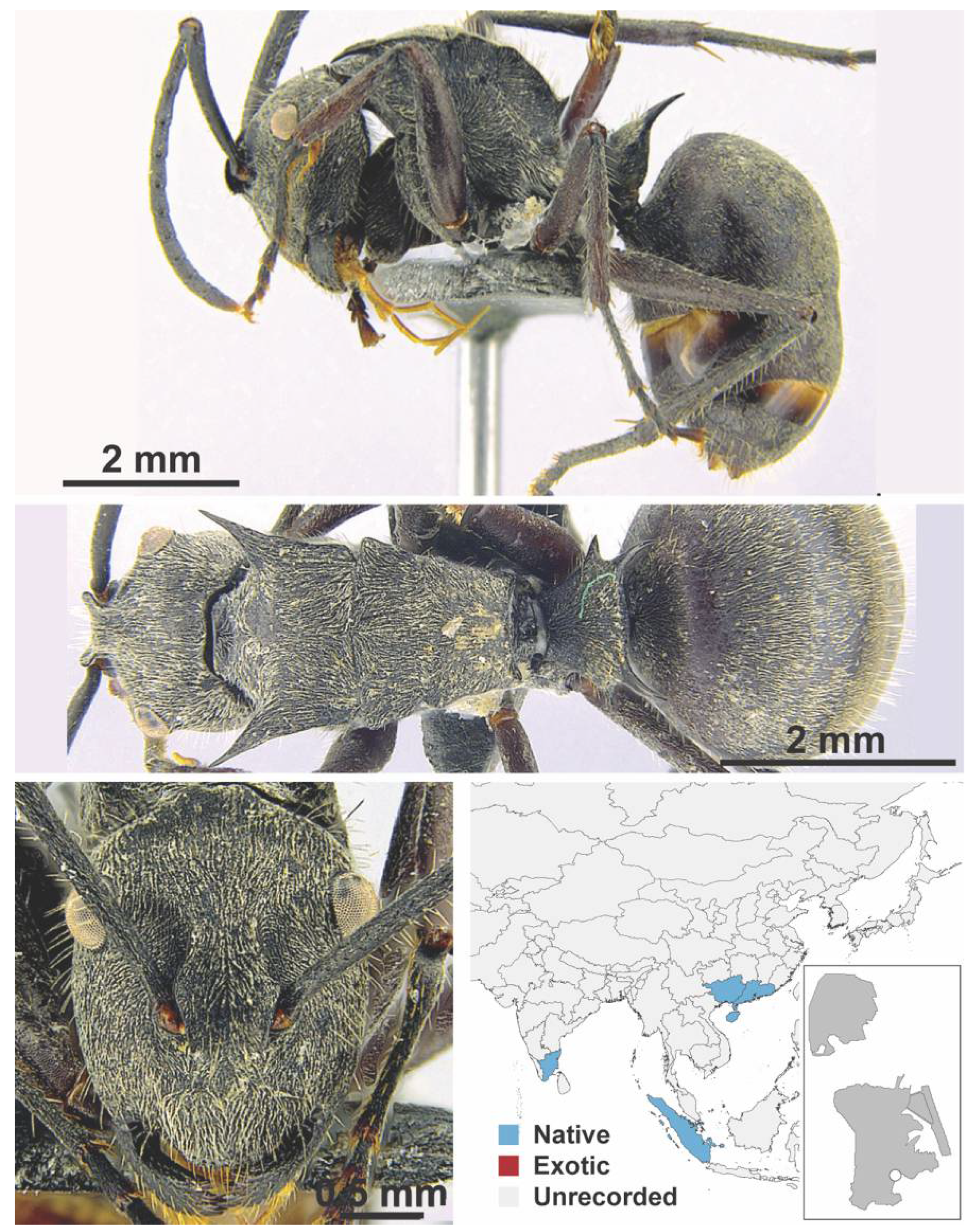 Diversity 13 00358 g0a52