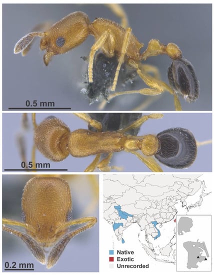 Diversity 13 00358 g0a55