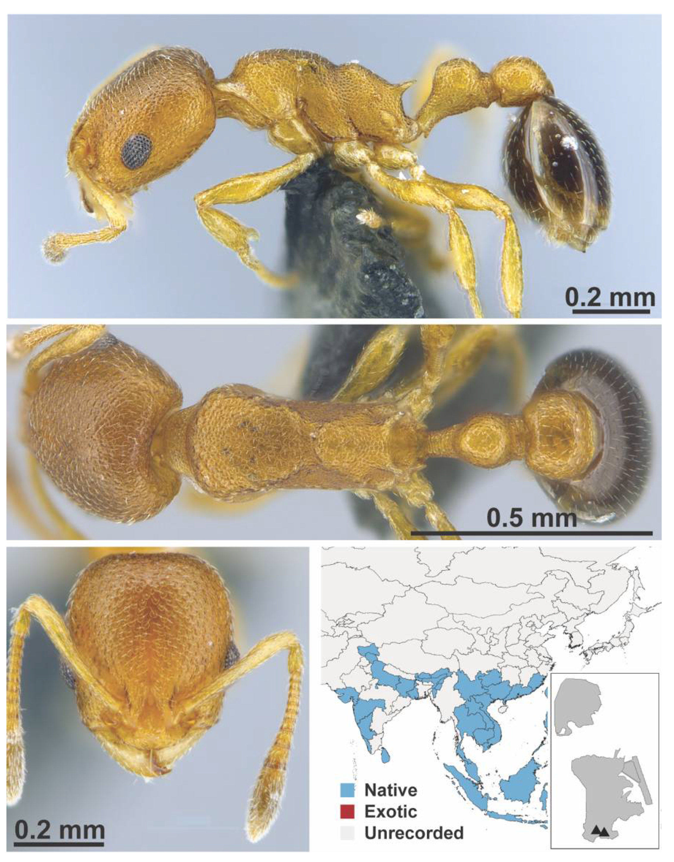 Diversity 13 00358 g0a56