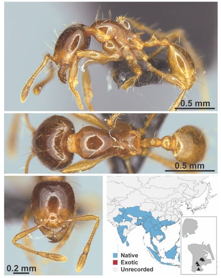 Diversity 13 00358 g0a57