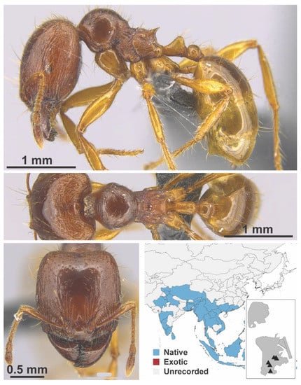 Diversity 13 00358 g0a58