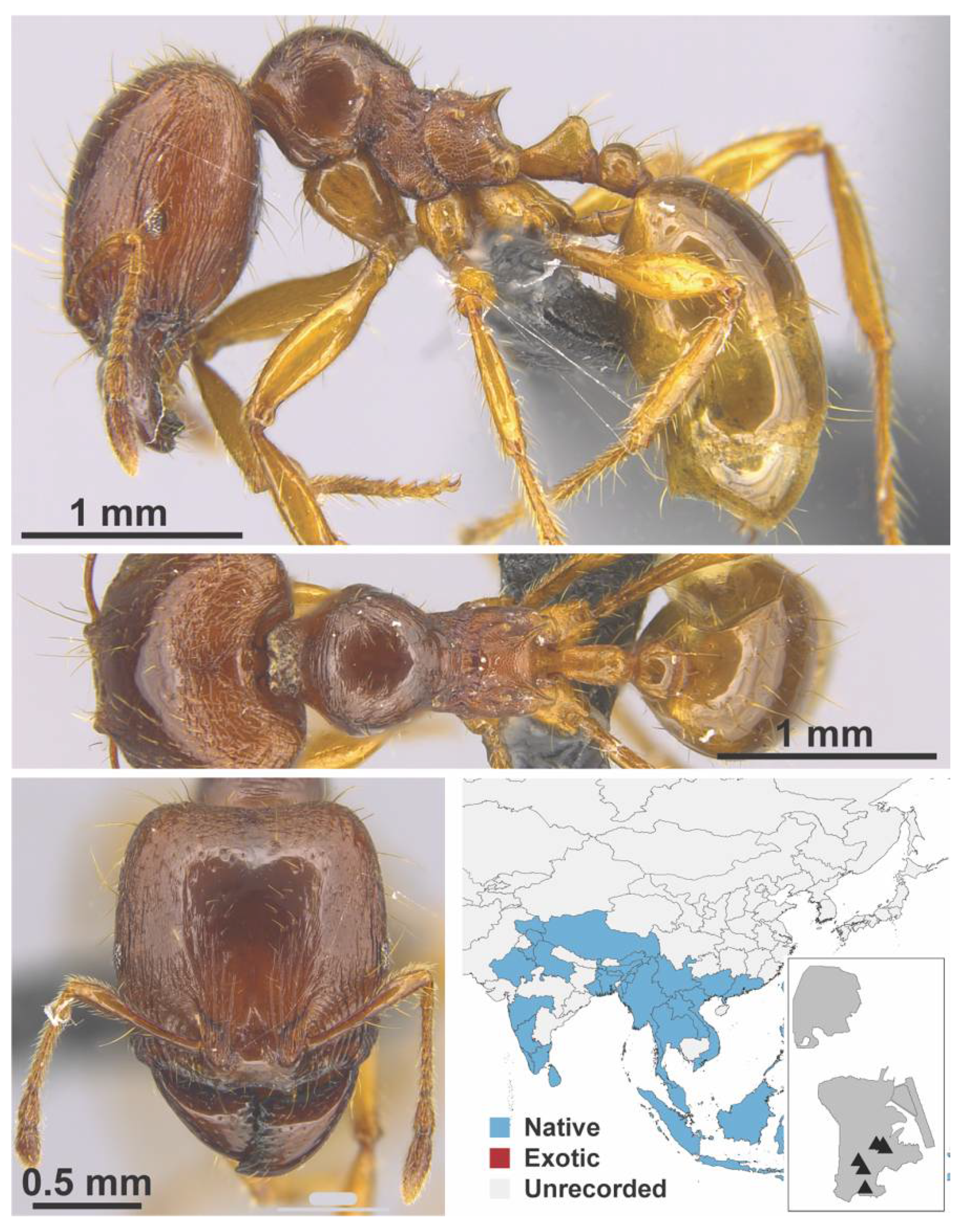 Diversity 13 00358 g0a58