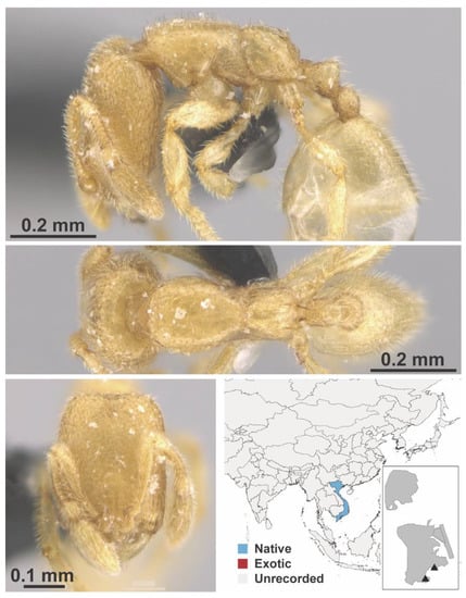 Diversity 13 00358 g0a65