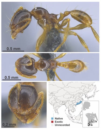 Diversity 13 00358 g0a66