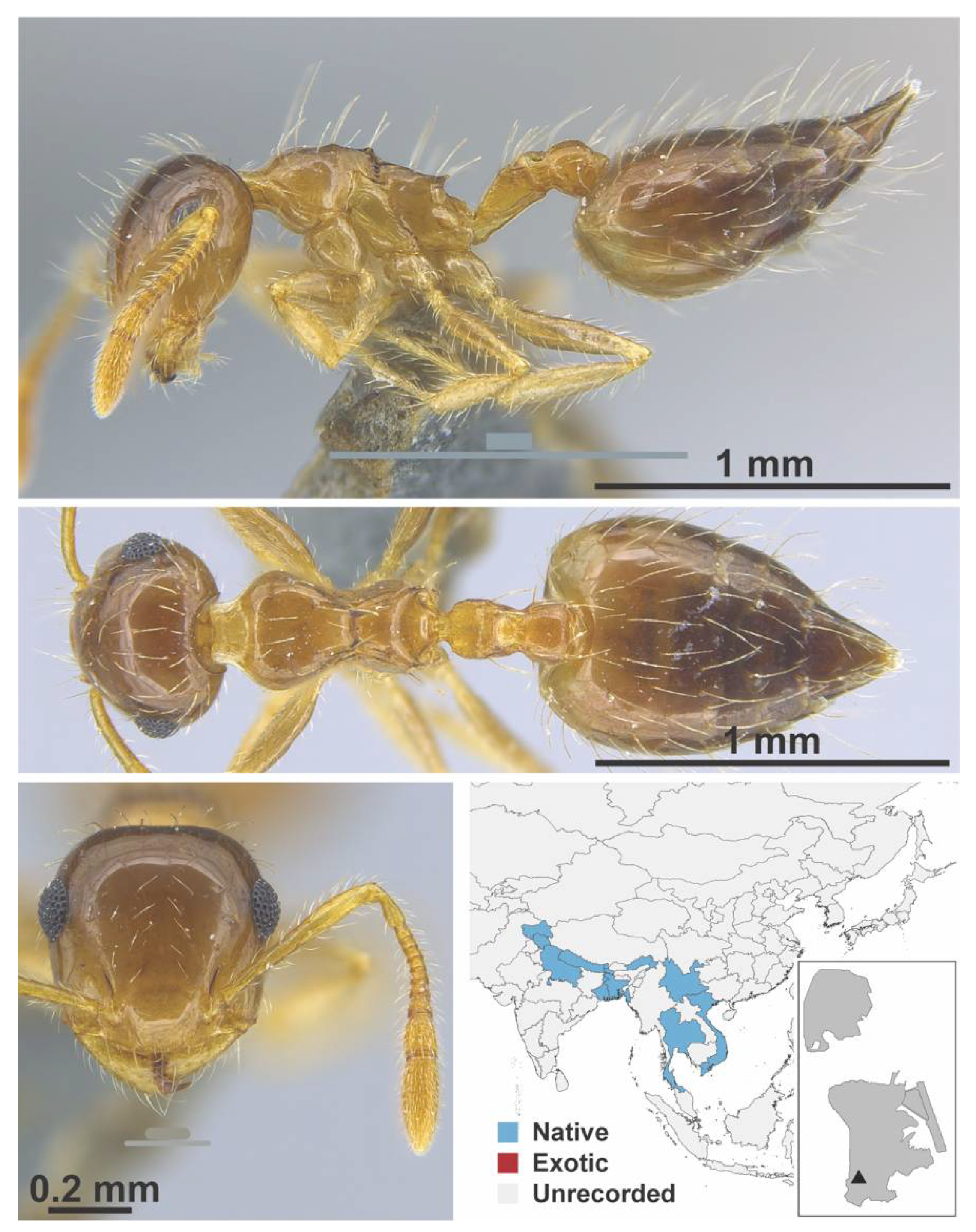 Diversity 13 00358 g0a68