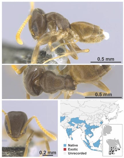 Diversity 13 00358 g0a7