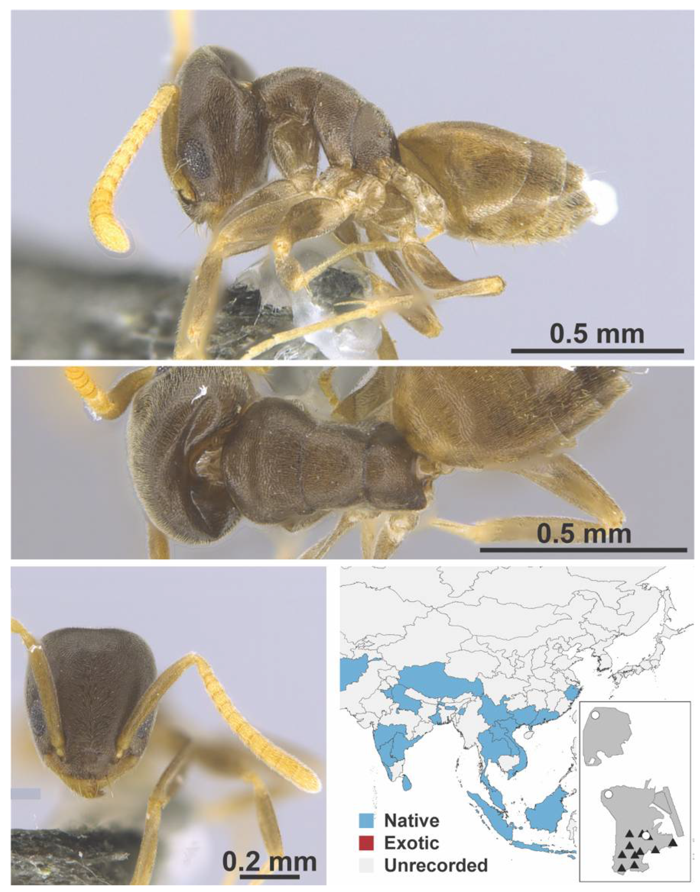 Diversity 13 00358 g0a7