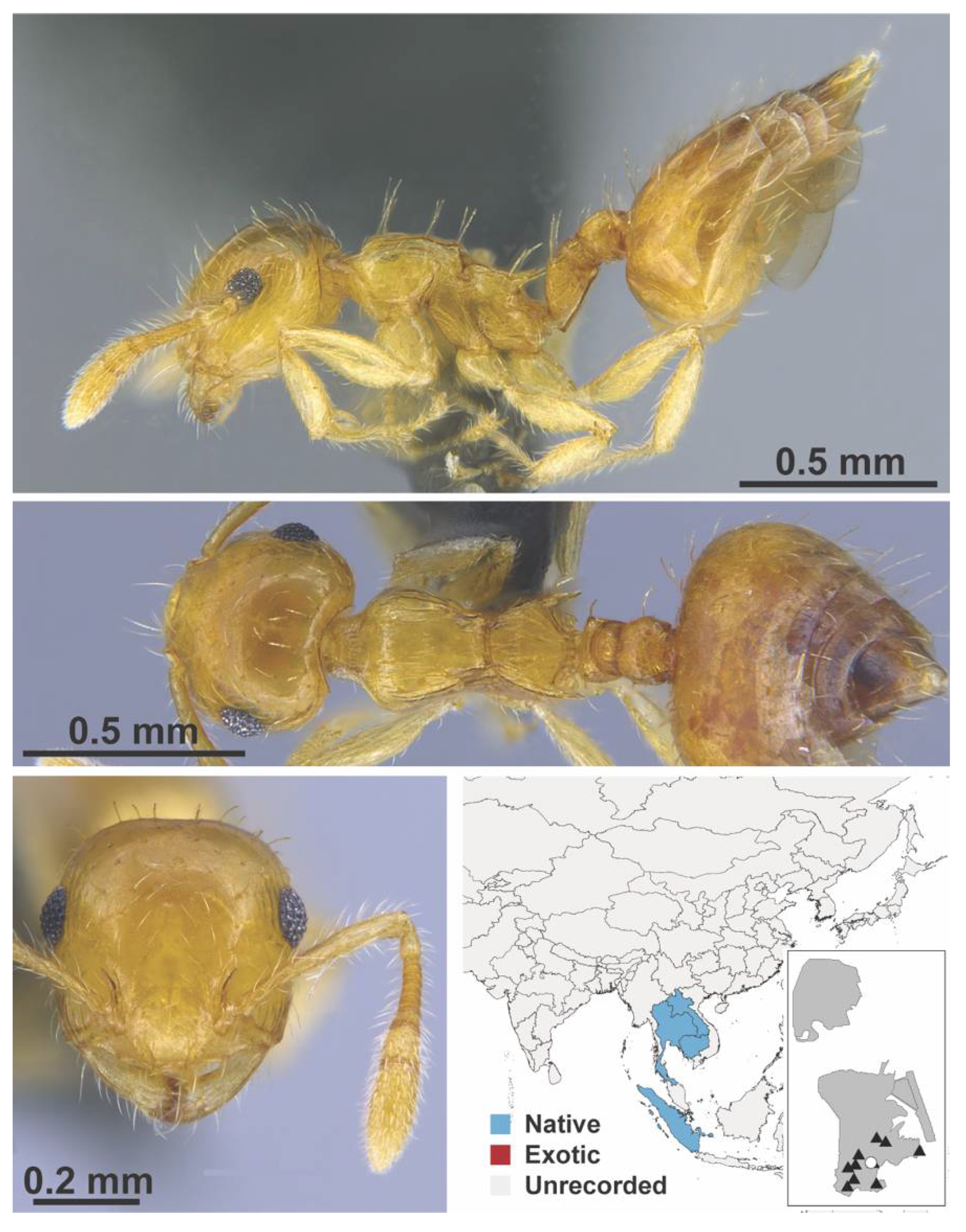 Diversity 13 00358 g0a70