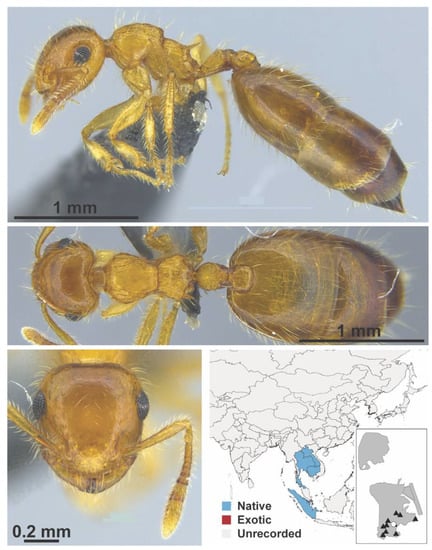 Diversity 13 00358 g0a71