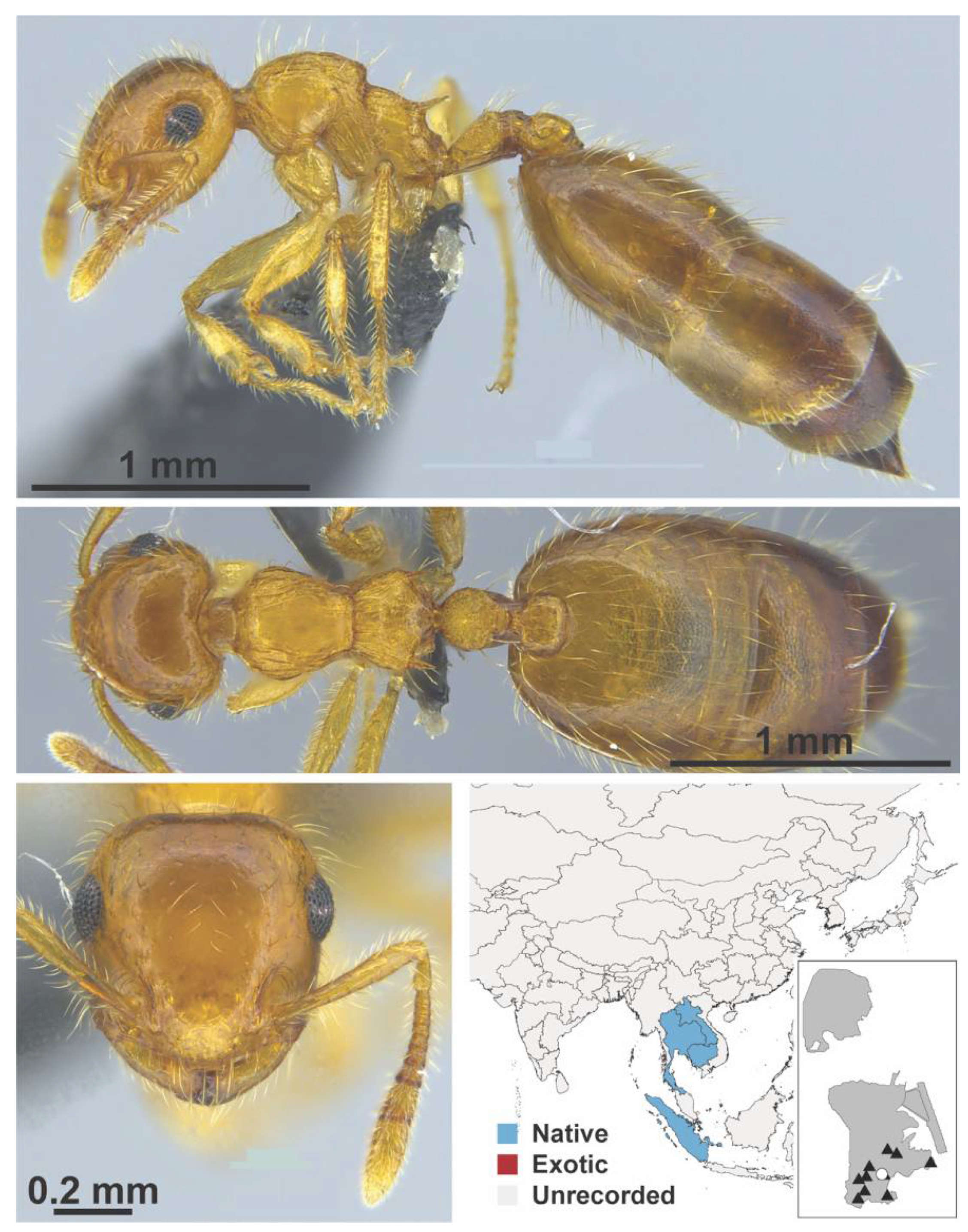 Diversity 13 00358 g0a71