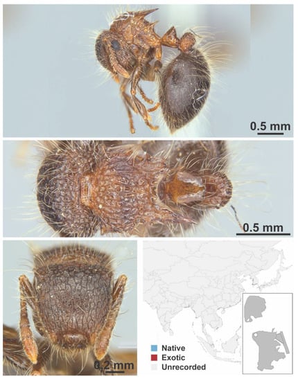 Diversity 13 00358 g0a75