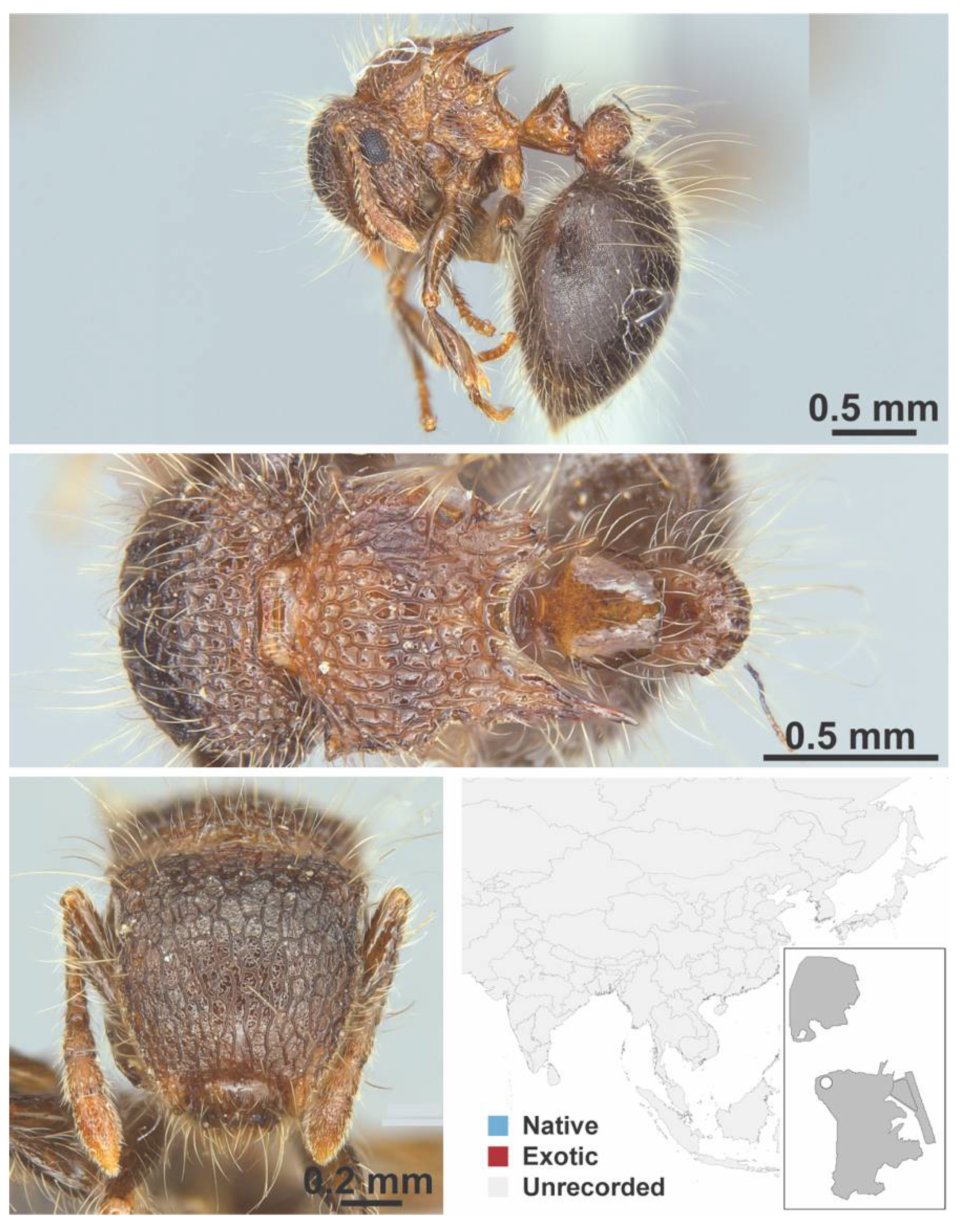 Diversity 13 00358 g0a75