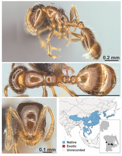 Diversity 13 00358 g0a76