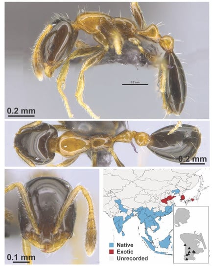 Diversity 13 00358 g0a77