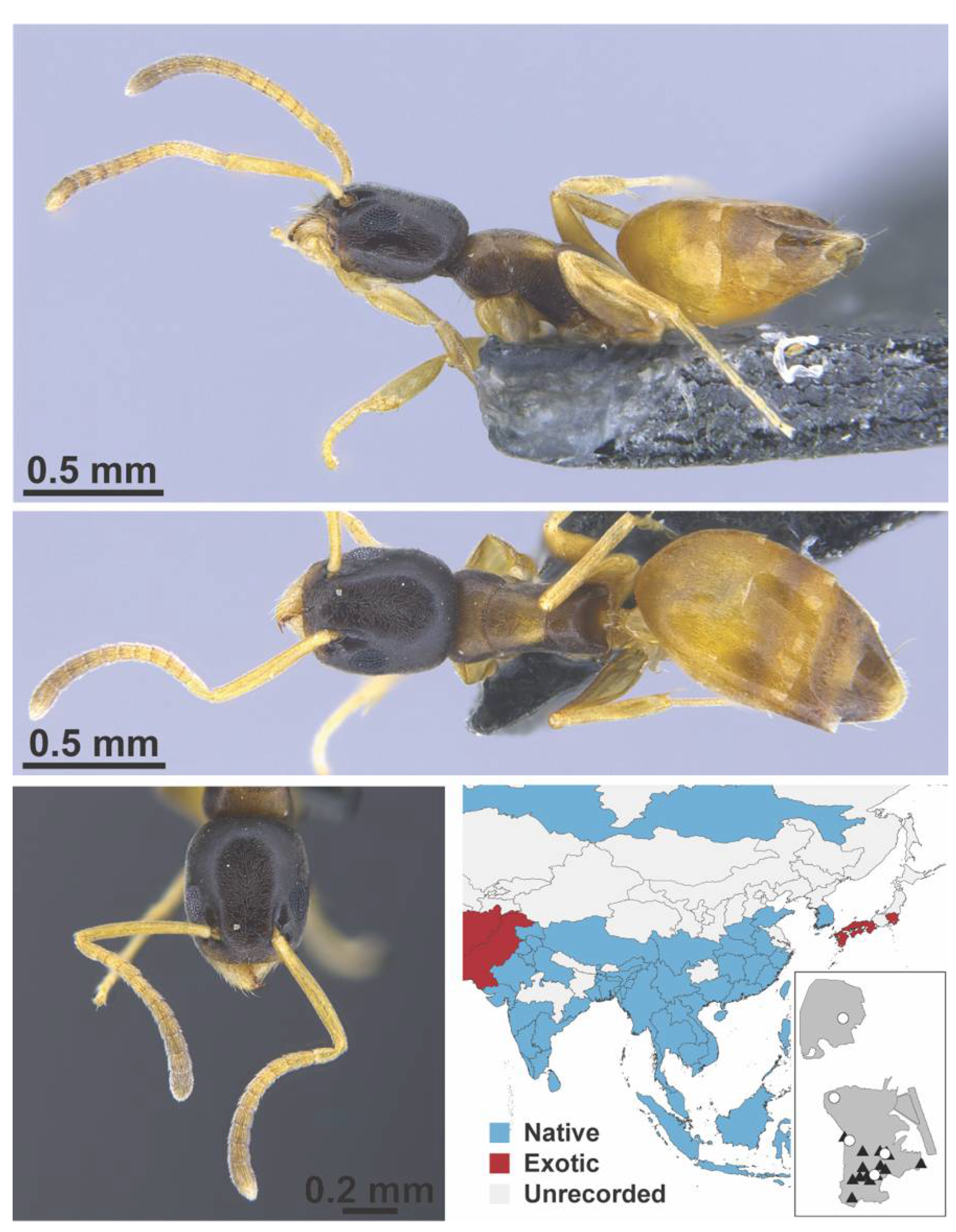 Diversity 13 00358 g0a8