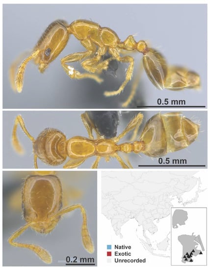 Diversity 13 00358 g0a80