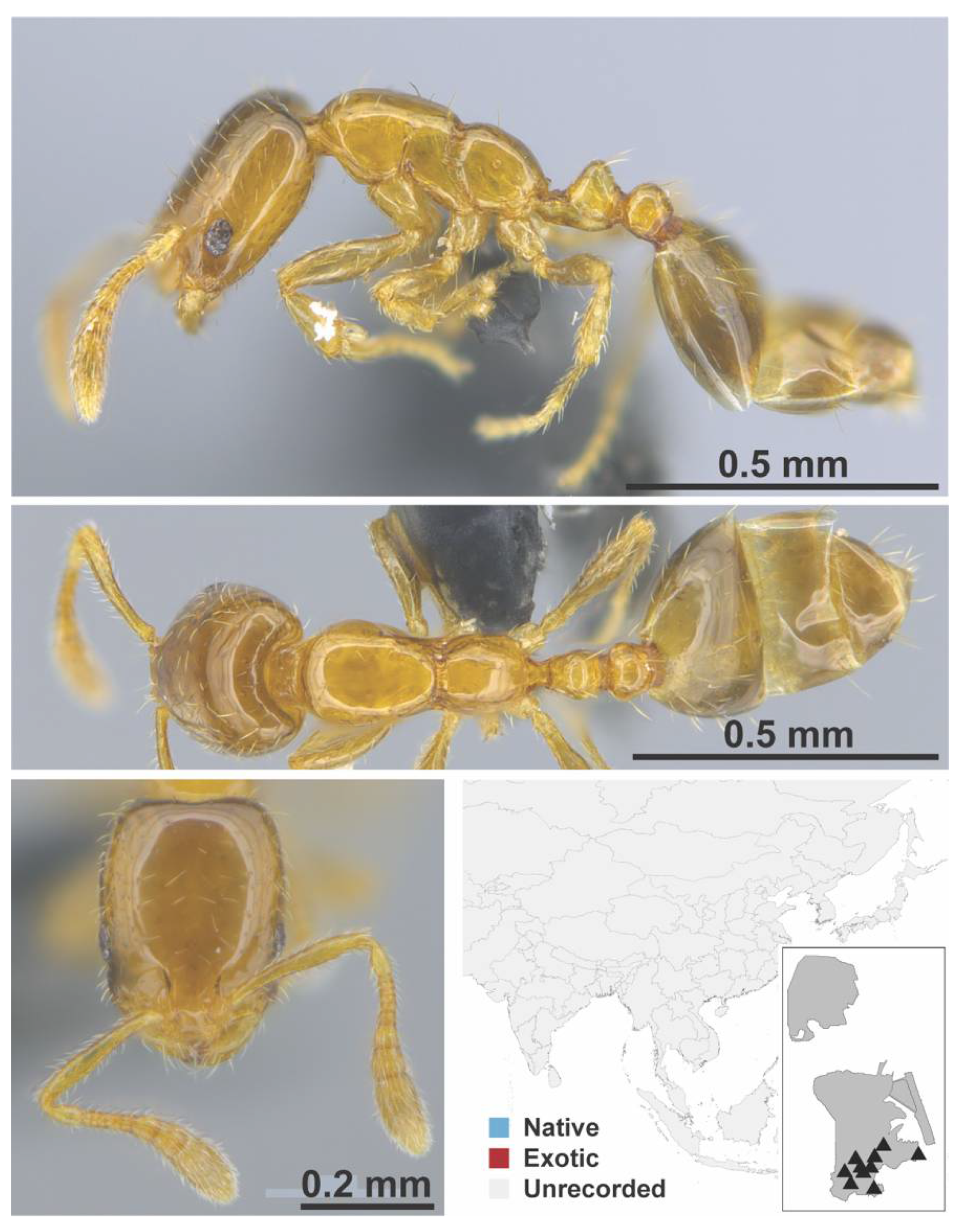 Diversity 13 00358 g0a80