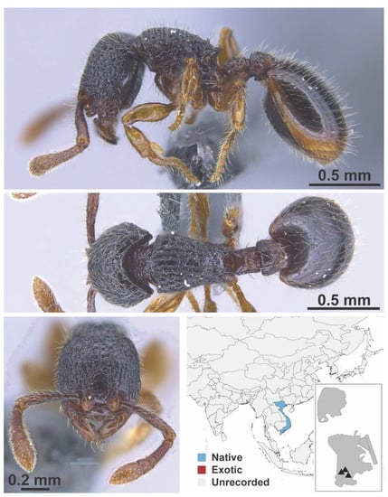 Diversity 13 00358 g0a81