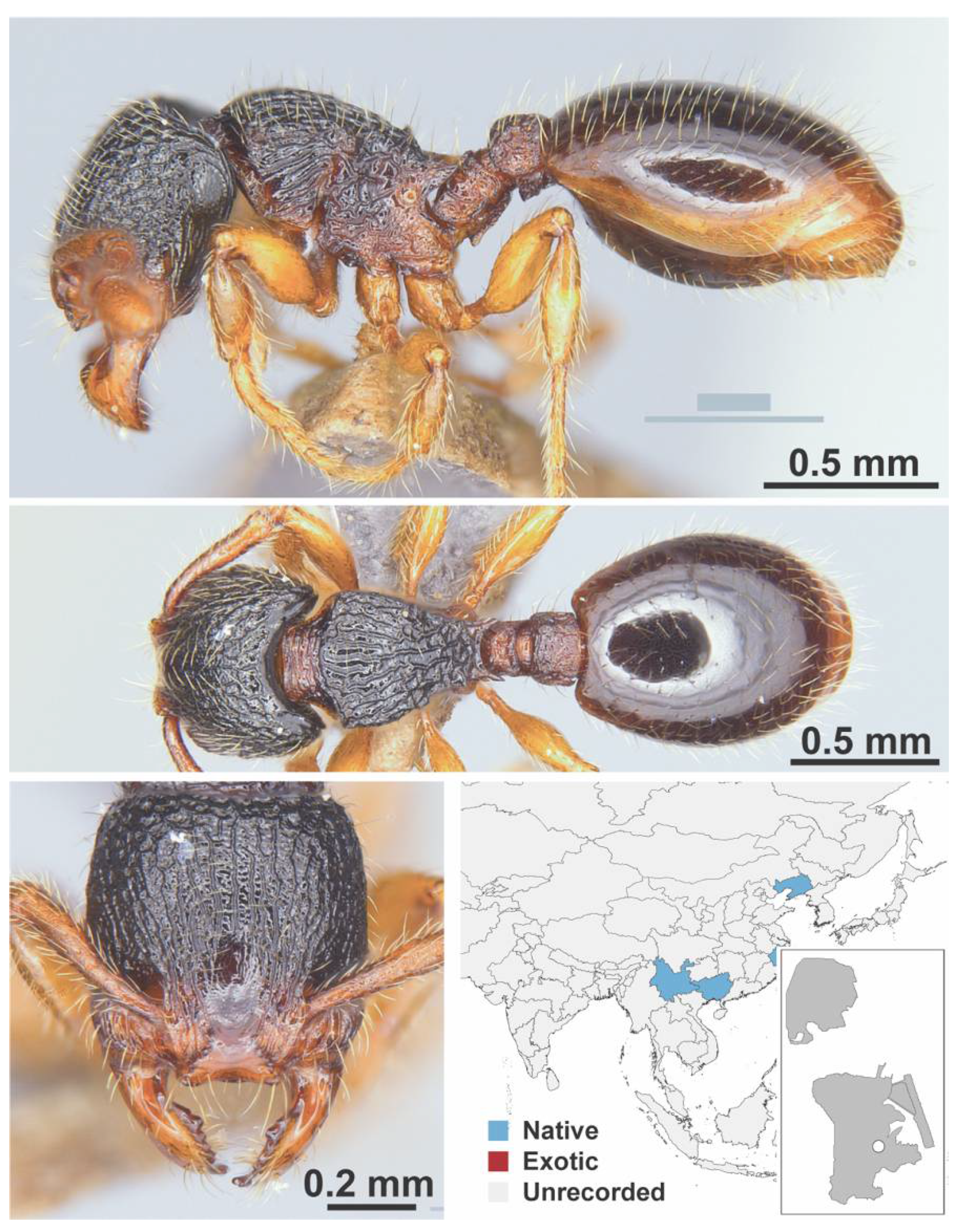 Diversity 13 00358 g0a82
