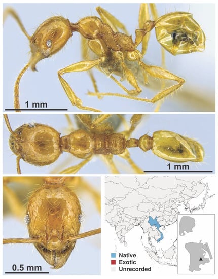 Diversity 13 00358 g0a83