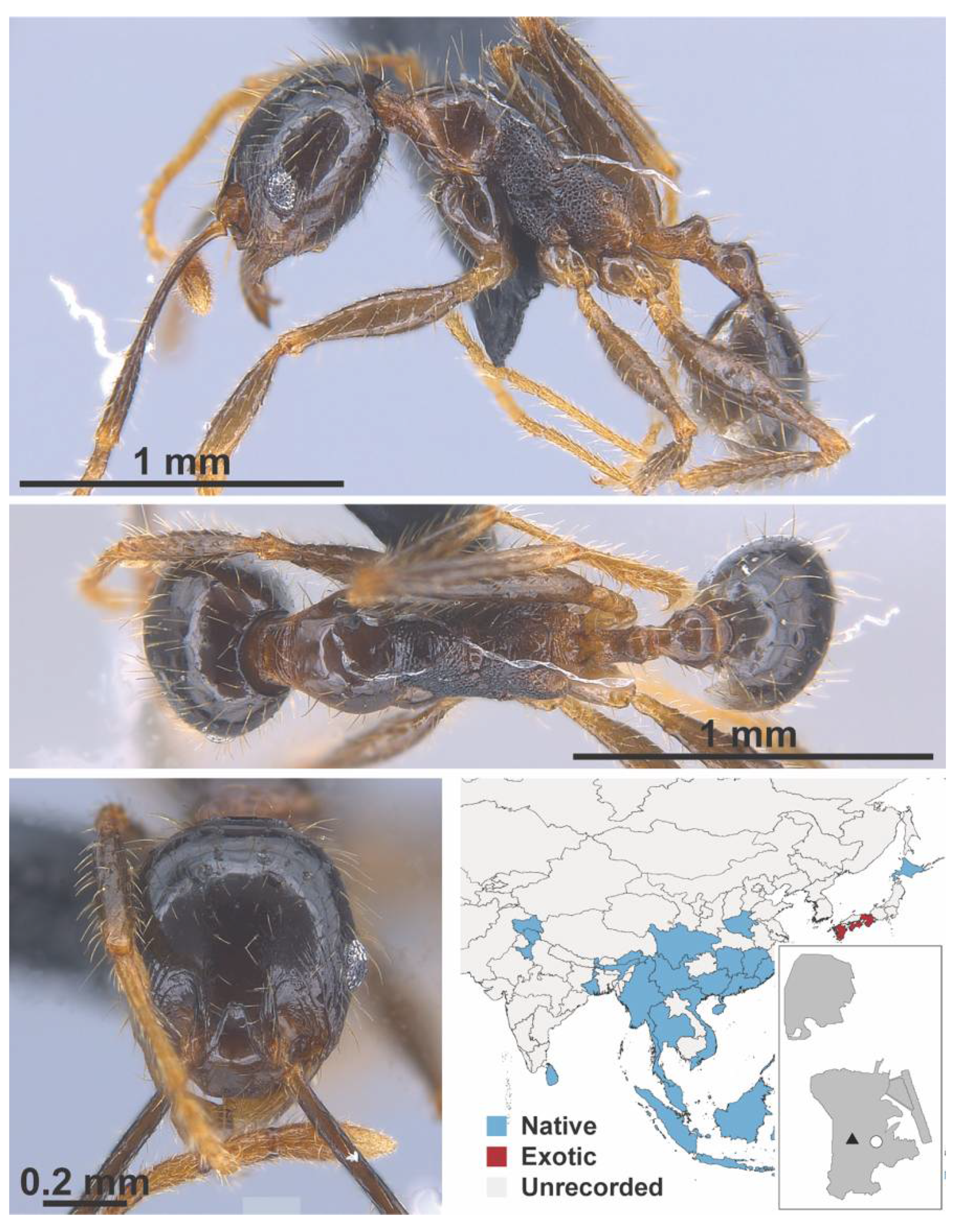 Diversity 13 00358 g0a84