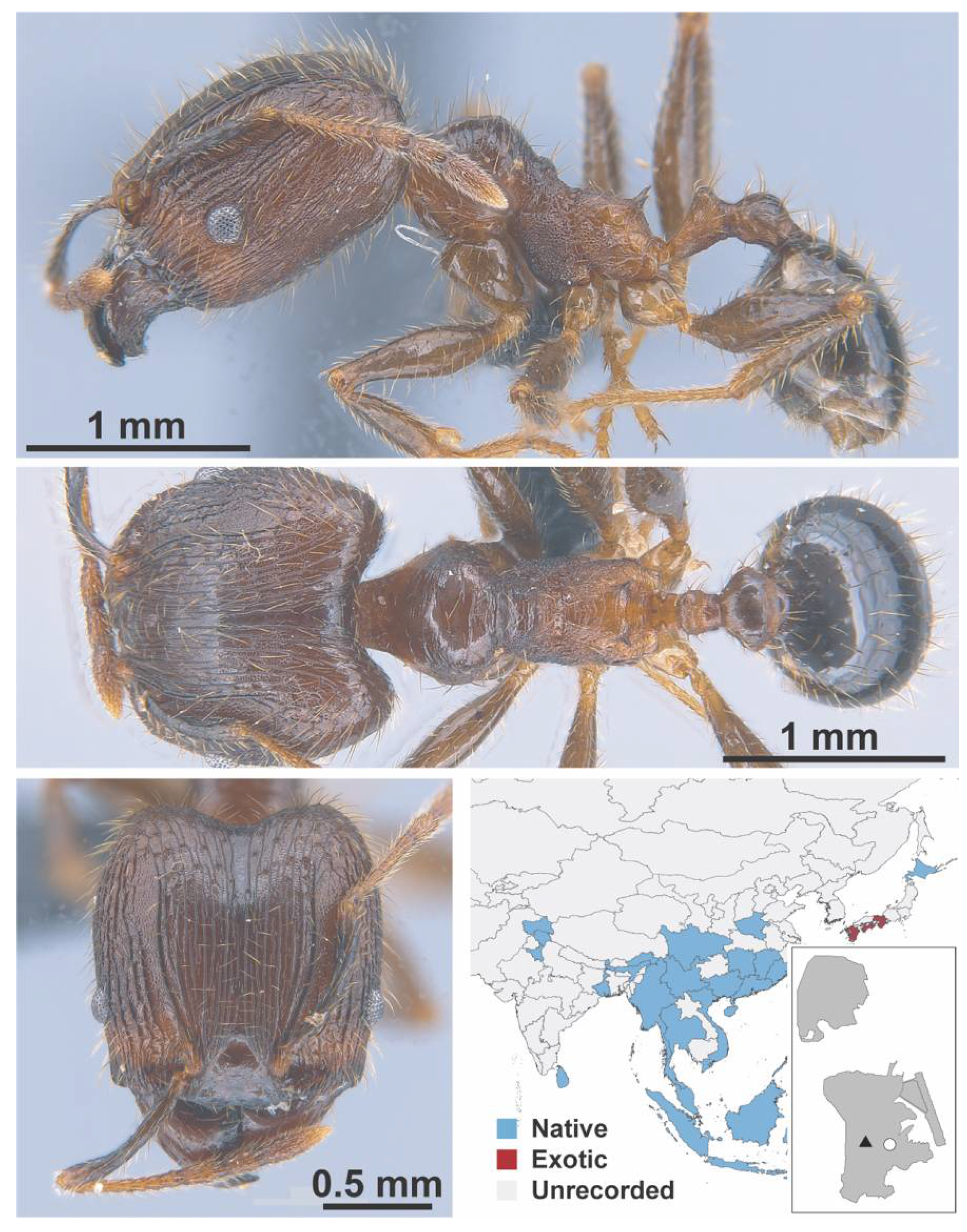 Diversity 13 00358 g0a85