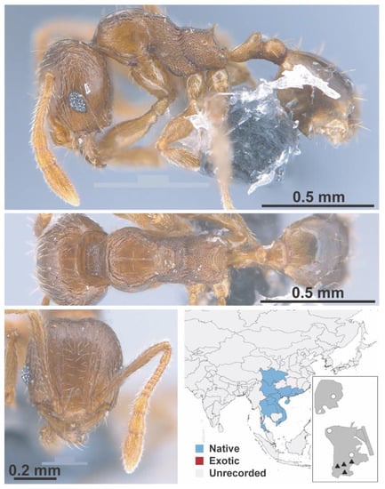 Diversity 13 00358 g0a86