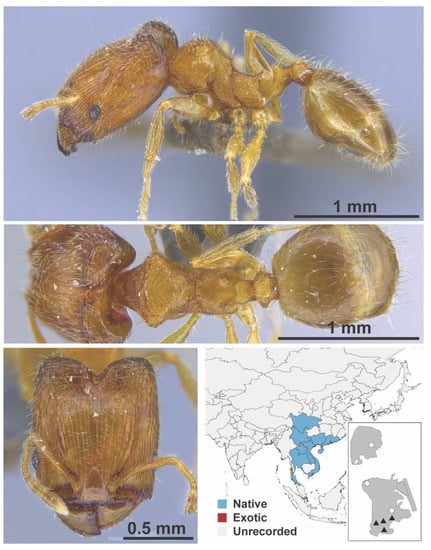 Diversity 13 00358 g0a87